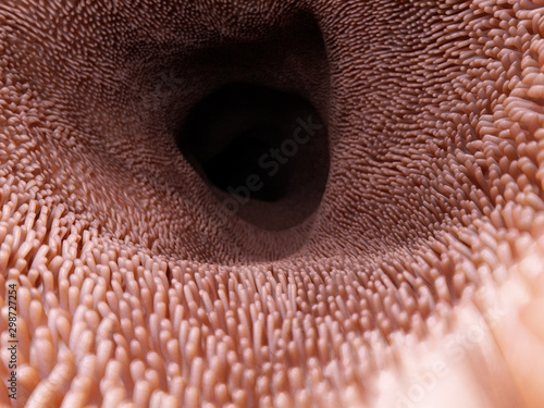 3d rendered medically accurate illustration of the intestinal villi photo