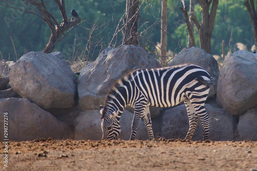 A zebra in the wildlife