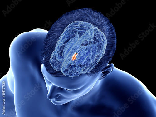 3d rendered medically accurate illustration of the brain anatomy - the hypothalamus