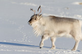 Beautiful Reindeer walking on white snow in Svalbard, Norway