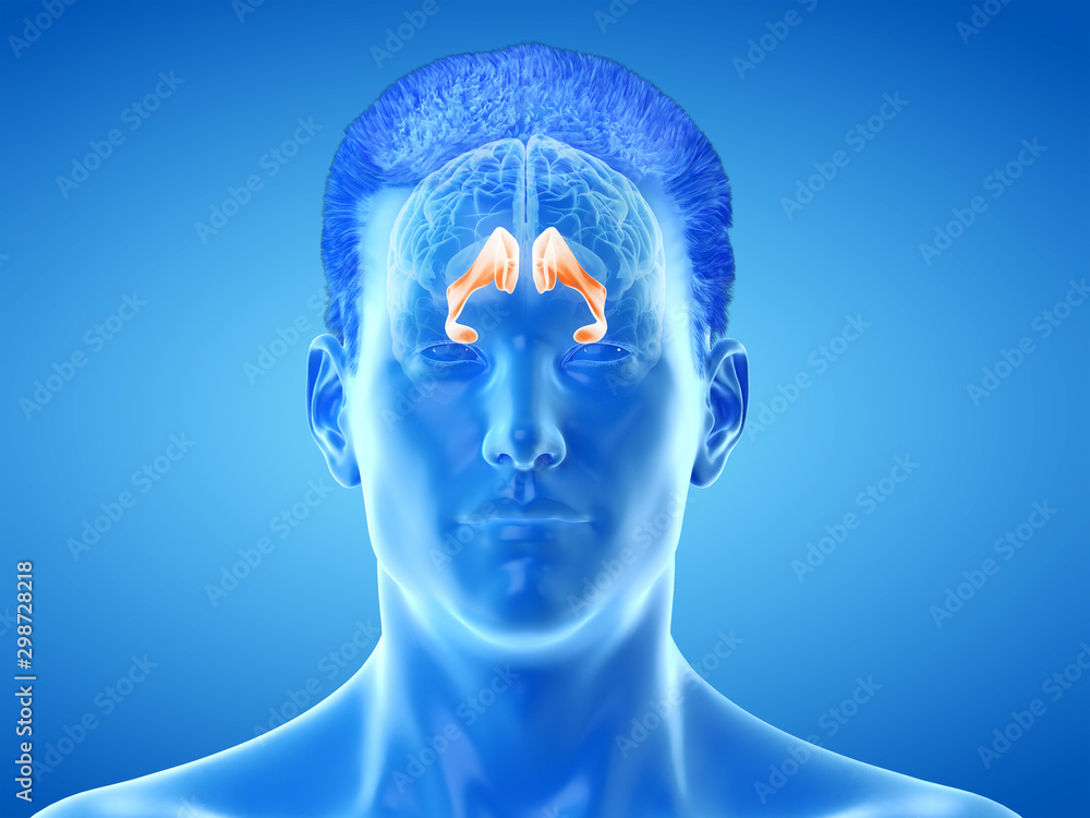 Obraz premium 3d rendered medically accurate illustration of the brain anatomy - the lateral ventricle