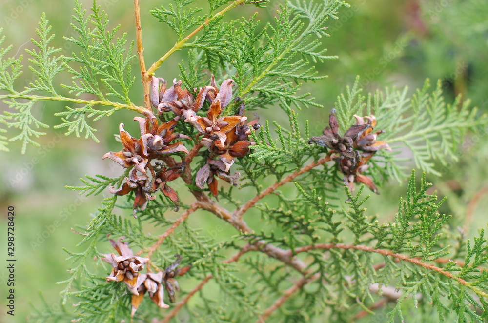 Mature cones Oriental arborvitae. Female cones and foliage oriental thuja Mature cones Oriental arborvitae. Female cones and foliage oriental thuja