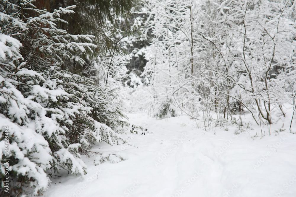Winter landscape. Forest under the snow. Winter in the park. Winter landscape. Forest under the snow. Winter in the park.
