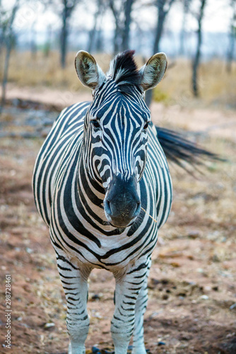 zebra in kruger national park  mpumalanga  south africa 24