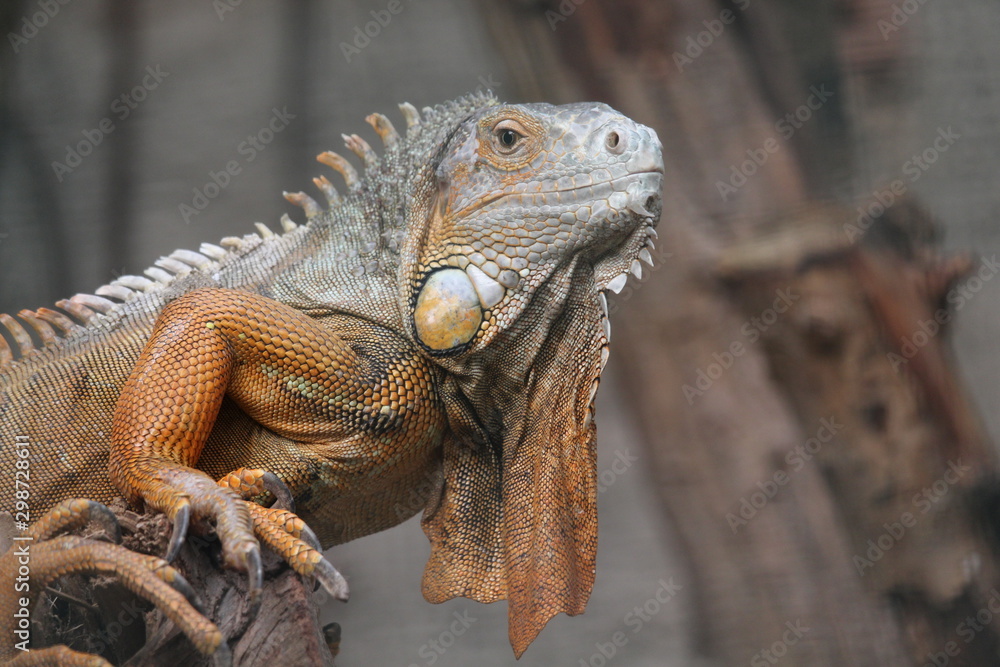 Obraz premium Iguana on the branch