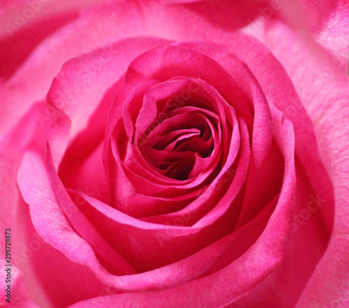 macro shot of a delicate pink rose