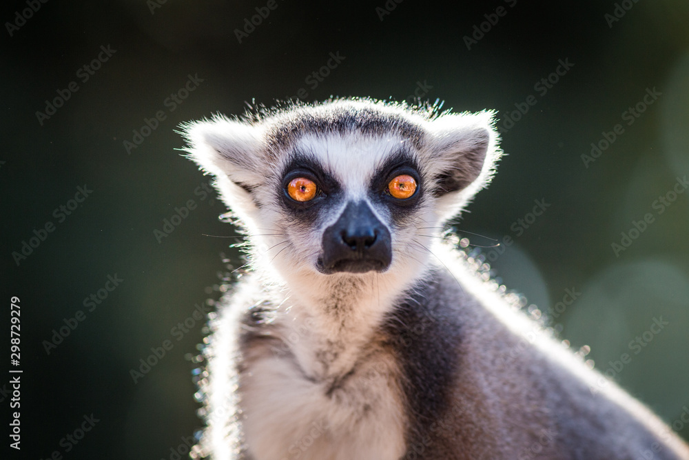 Obraz premium Lemur catta portrait 