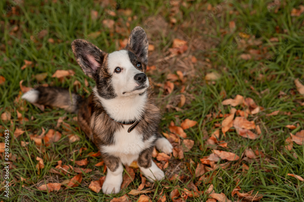 Closeup side view portrait of Welsh Corgi dog in autumn background. Dog on autumn yellow leaves