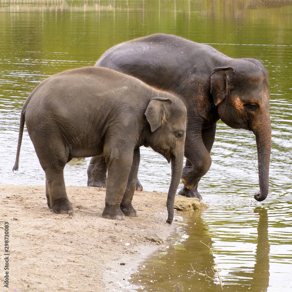 Fototapeta premium Asian elephant in the zoo bathing in the water