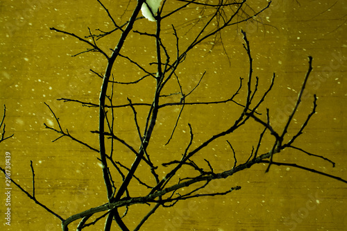 Photo of bright tender offshoot of a tree growing