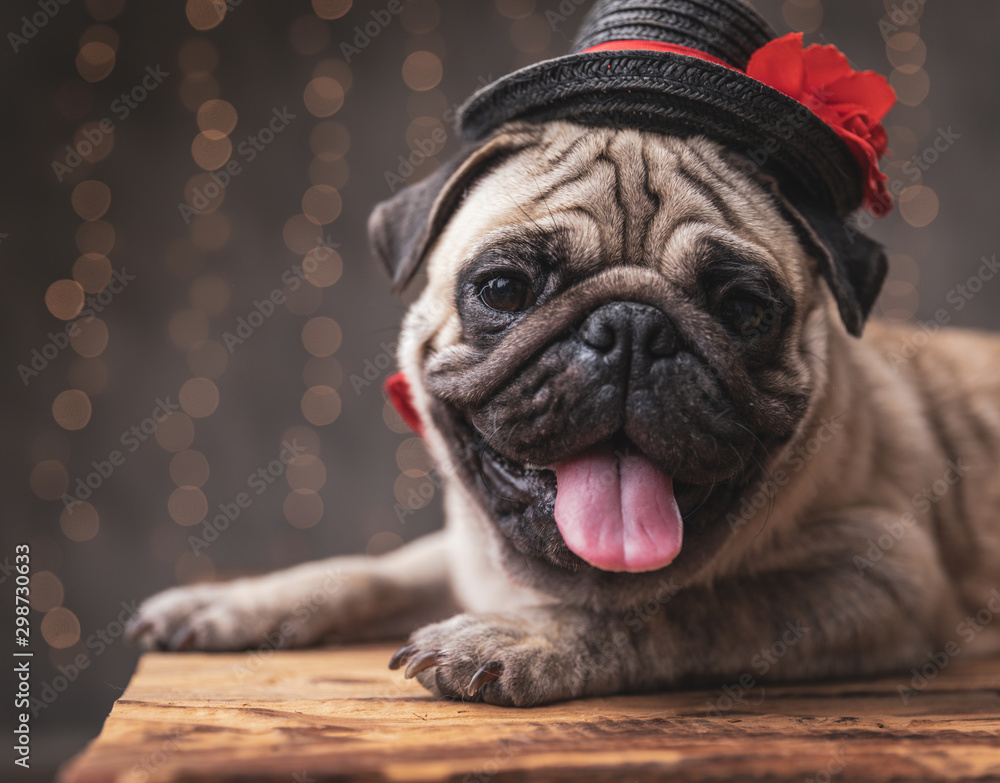  pug dog wearing black hat lying down with no occupation