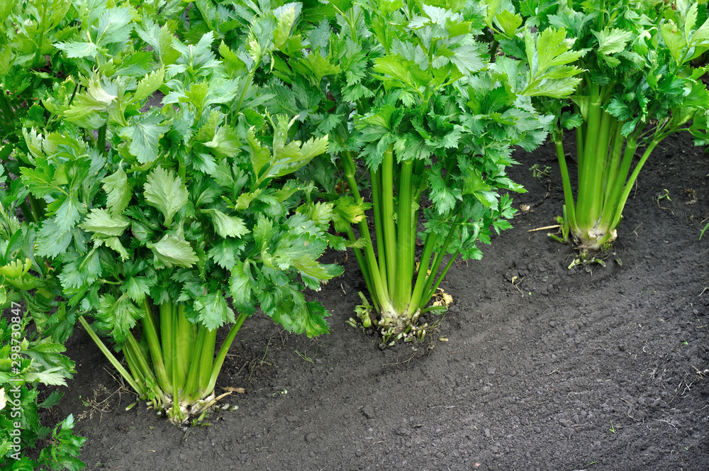 Obraz premium close-up of growing celery plantation (leaf vegetables) in the vegetable garden