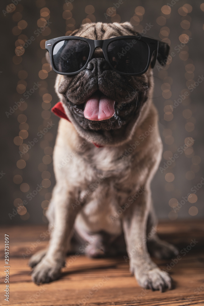 cute pug dog wearing sunglasses sitting and panting cute pug dog wearing sunglasses sitting and panting