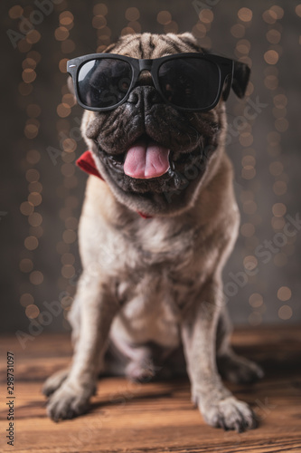 cute pug dog wearing sunglasses sitting and panting © Viorel Sima