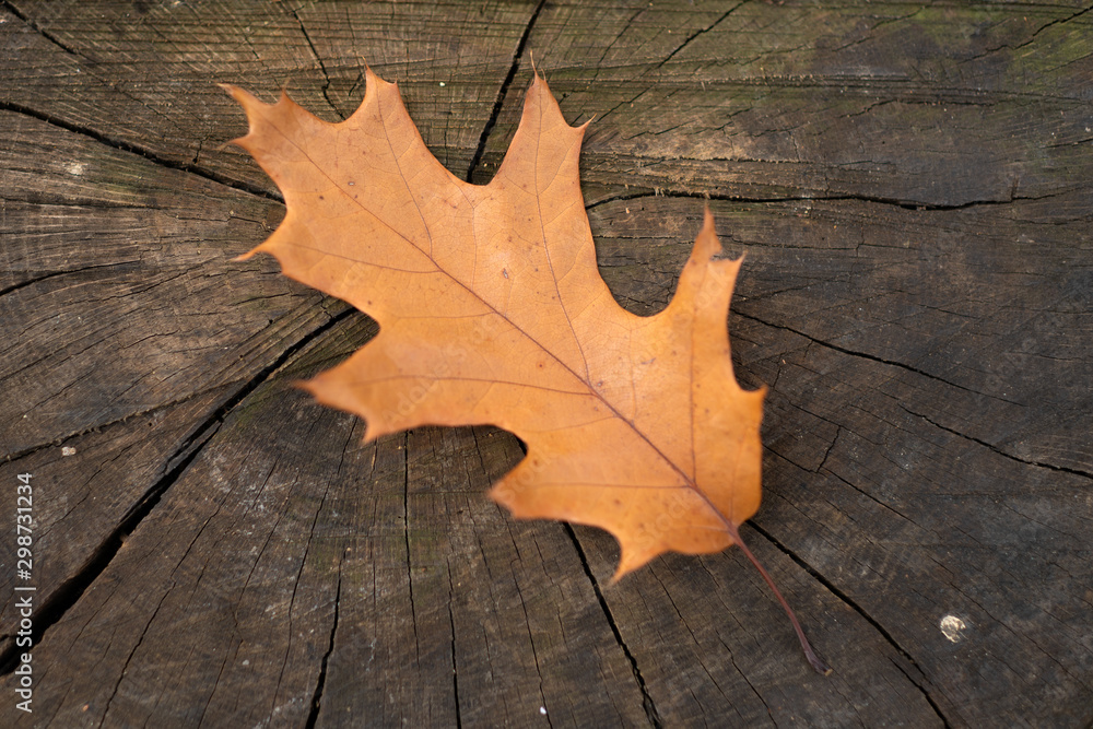 Yellow fallen oak leaves on an old tree stub. Autumn leaf fall. Copy space. Old stub in autumn park with yellow fallen leaf. Colorful foliage in the park. Autumn season concept. Yellow fallen oak leaves on an old tree stub. Autumn leaf fall. Copy space. Old stub in autumn park with yellow fallen leaf. Colorful foliage in the park. Autumn season concept.