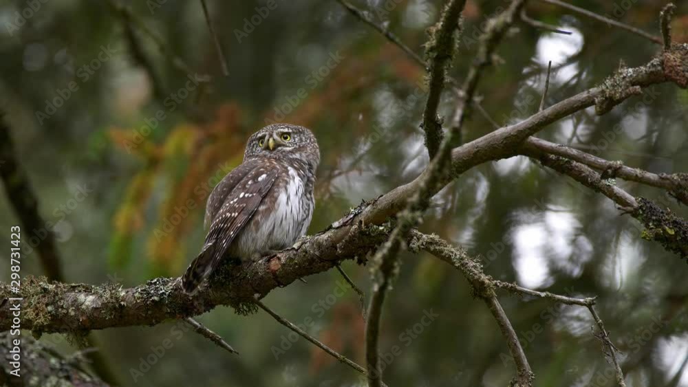 Eurasian pygmy owl (Glaucidium passerinum) in mountain spruce forest Eurasian pygmy owl (Glaucidium passerinum) in mountain spruce forest