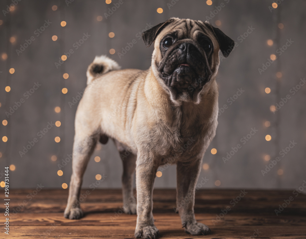 pug dog with brown fur standing and staring at camera