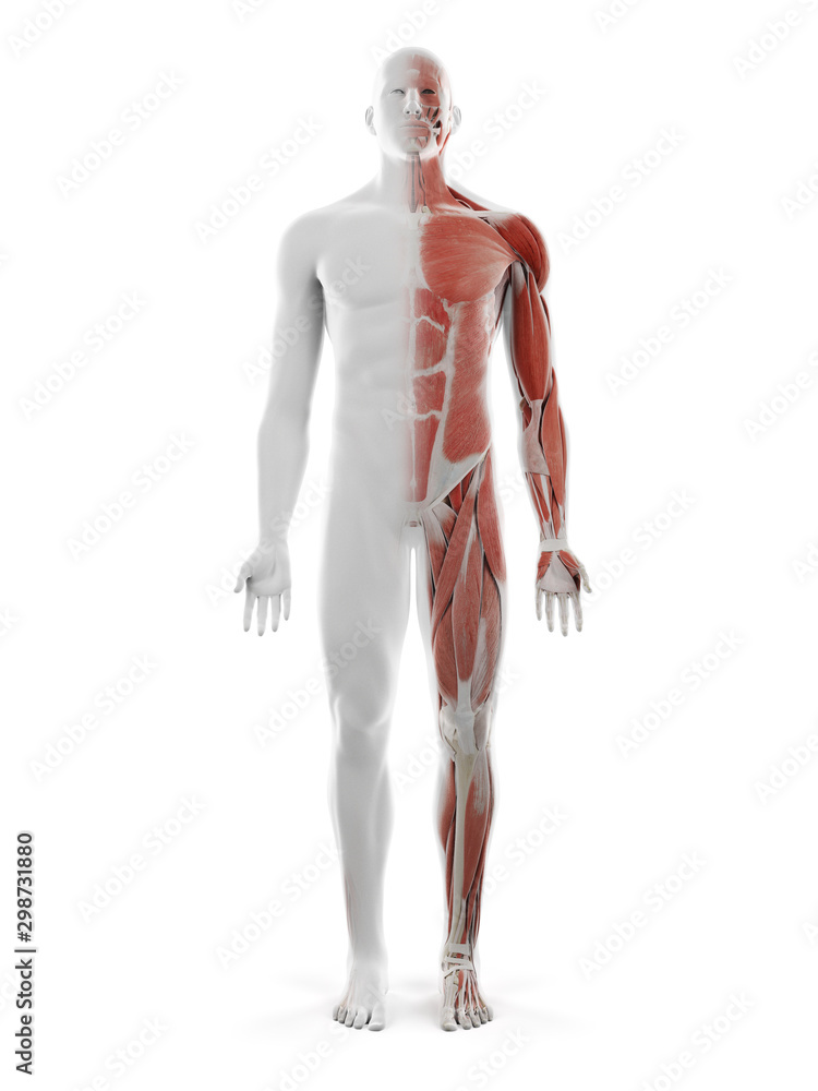 3d rendered medically accurate illustration of the male muscular system 3d rendered medically accurate illustration of the male muscular system