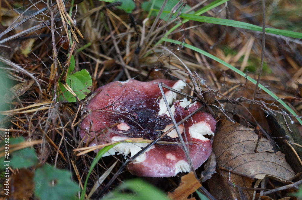 champignon champignon
