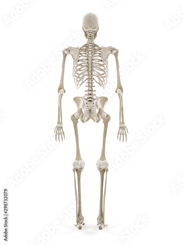 3d rendered medically accurate illustration of the human skeleton