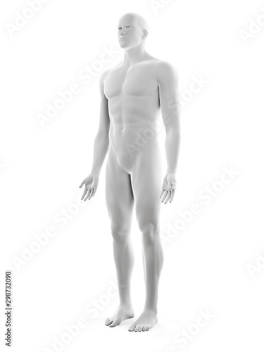 3d rendered medically accurate illustration of the male body © Sebastian Kaulitzki