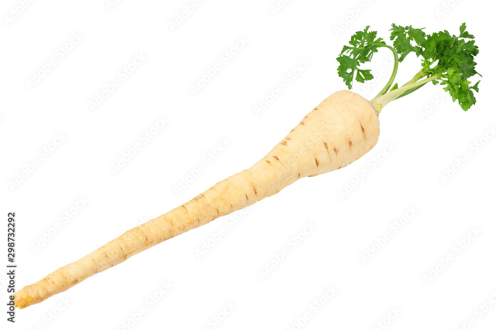 fresh parsley root isolated on white background fresh parsley root isolated on white background