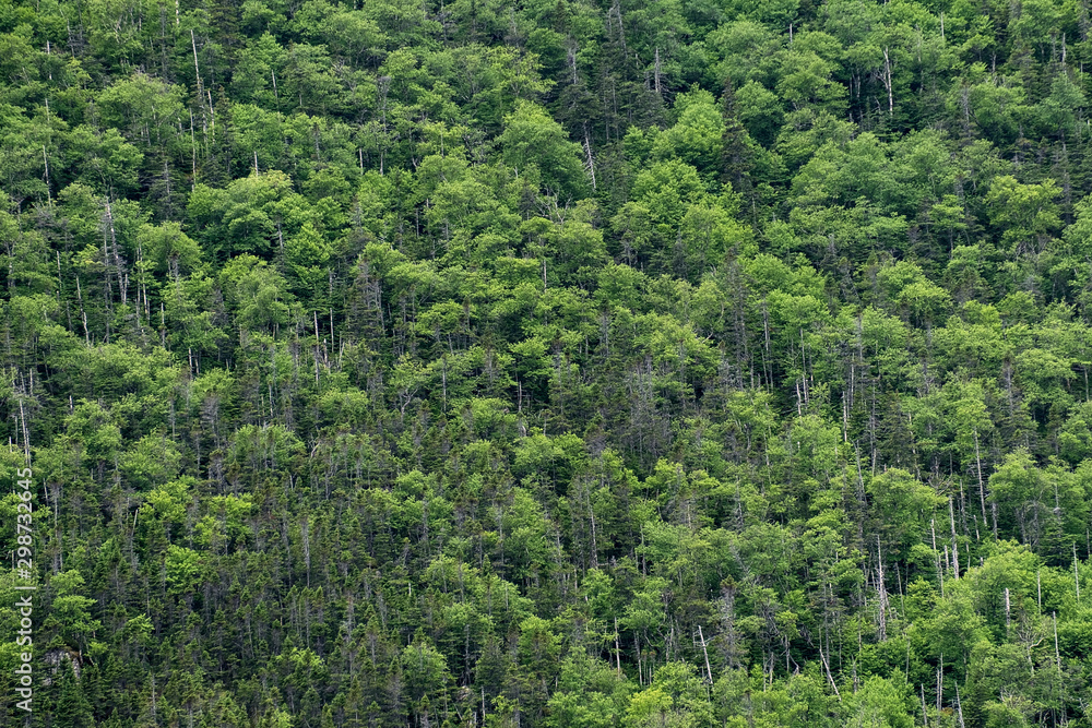 Forest Forest