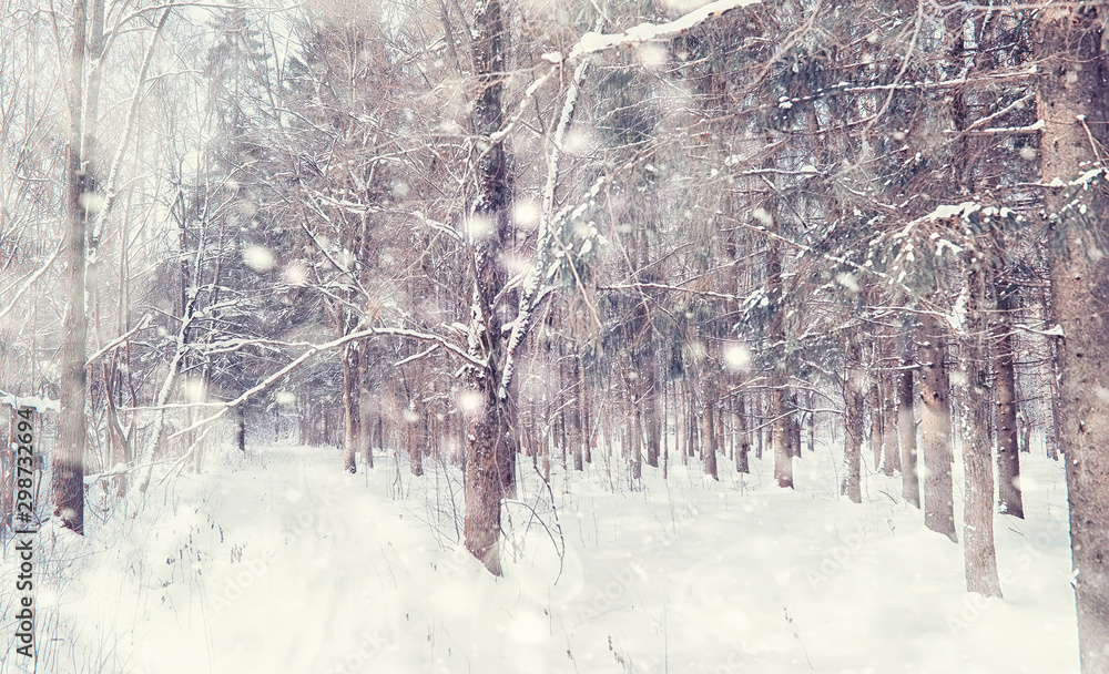 Fototapeta premium Winter forest landscape. Tall trees under snow cover. January frosty day in the park.
