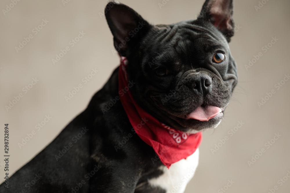 beautiful french bulldog wearing red bandana and looking at camera