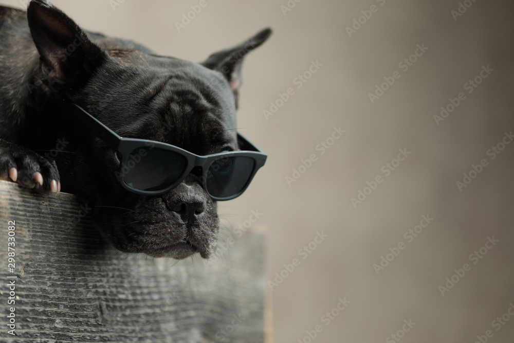 french bulldog wearing sunglasses lying down and looking ahead - obrazy, fototapety, plakaty 