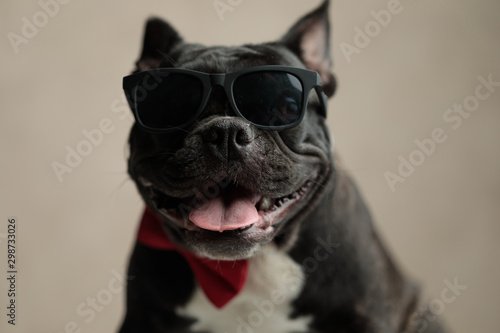 french bulldog wearing sunglasses sitting and staring at camera