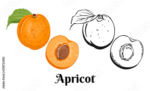 Apricot isolated on white background. Color illustration and black and white outline. Vector image of sweet fruit whole and half in cartoon flat simple style.
