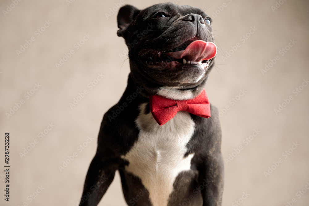 french bulldog sitting and looking away with tongue out