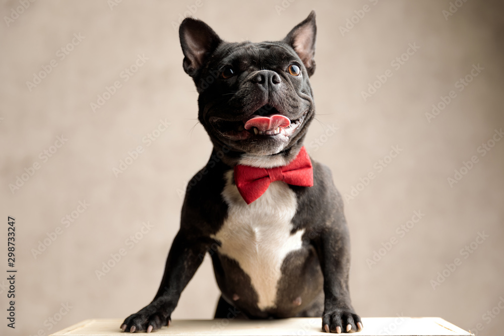 french bulldog wearing red bowtie standing and looking away