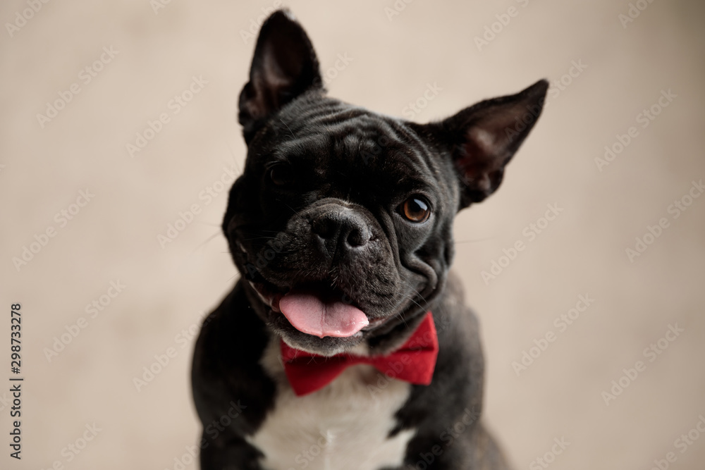 adorable french bulldog wearing bowtie staring at camera