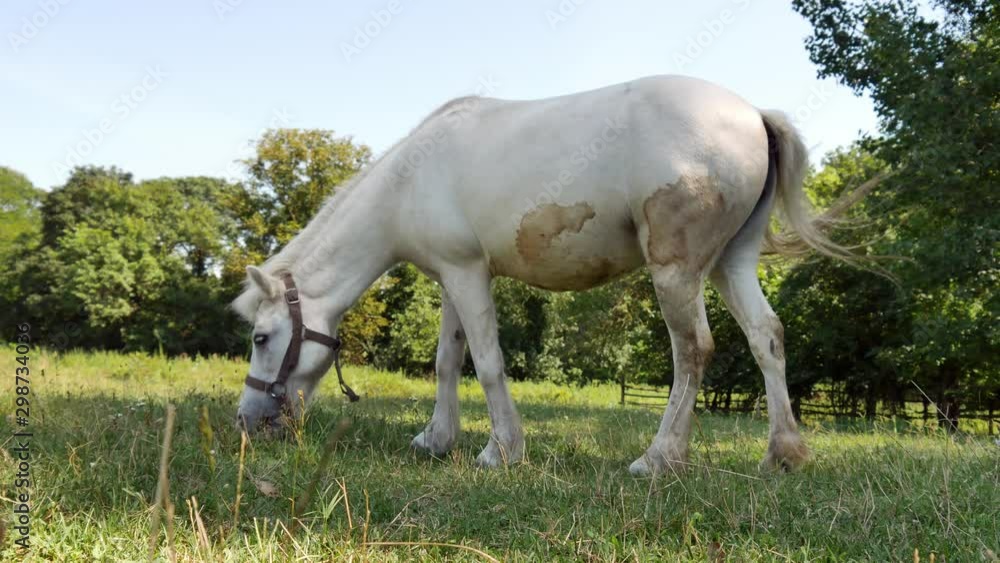 View on a pony horse eating and walking in the backyard of a farm on a sunny summer day. View on a pony horse eating and walking in the backyard of a farm on a sunny summer day.