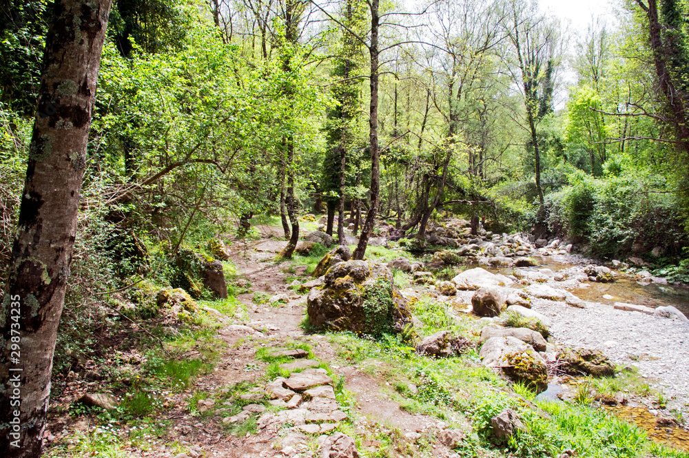 The path to the mountaintop along the woodland brook The path to the mountaintop along the woodland brook