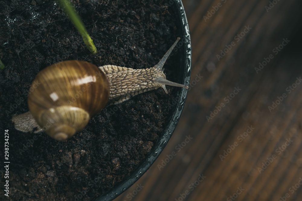 Healing mucus. Snail farm concept. Cute snail near green plant. Natural
