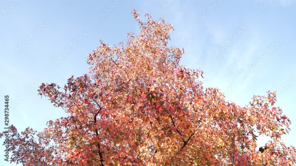 Fall and Autumn leaves and colours, Liquid Amber tree, American storax, Hazel Pine, American Sweet Gum, Fall and Autumn leaves and colours, Liquid Amber tree, American storax, Hazel Pine, American Sweet Gum,