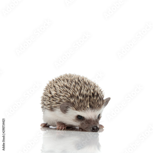cute african hedgehog sniffing on white background