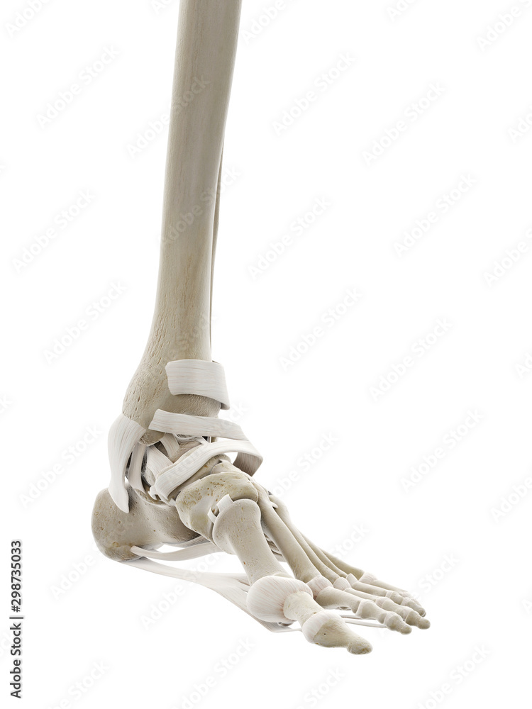 3d rendered medically accurate illustration of the ligaments of the foot 3d rendered medically accurate illustration of the ligaments of the foot
