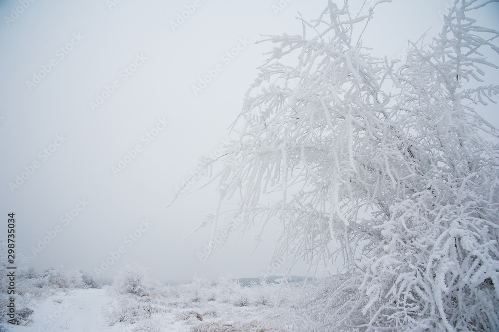 Winter trees in the snow Winter trees in the snow