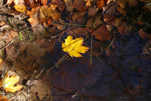Yellow maple leaf fell into a puddle in autumn