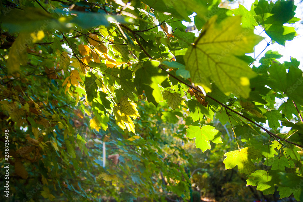 Sunny autumn day in the city park Sunny autumn day in the city park