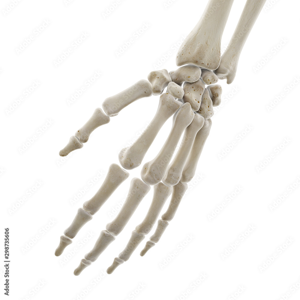 3d rendered medically accurate illustration of the bones of the hand 3d rendered medically accurate illustration of the bones of the hand