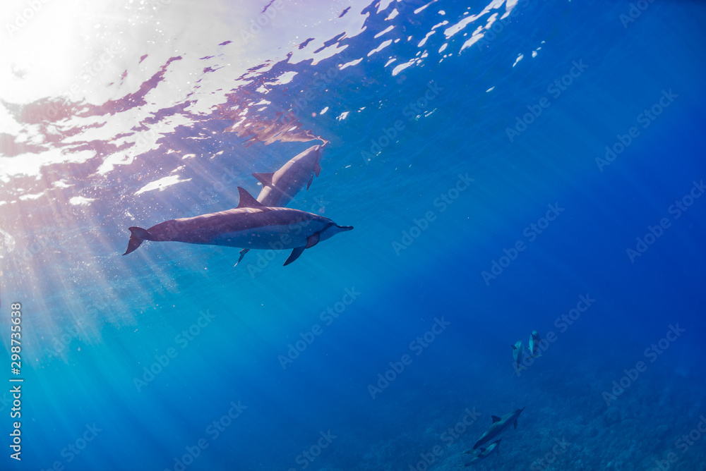 Obraz premium Dolphins swimming near surface in calm blue ocean water