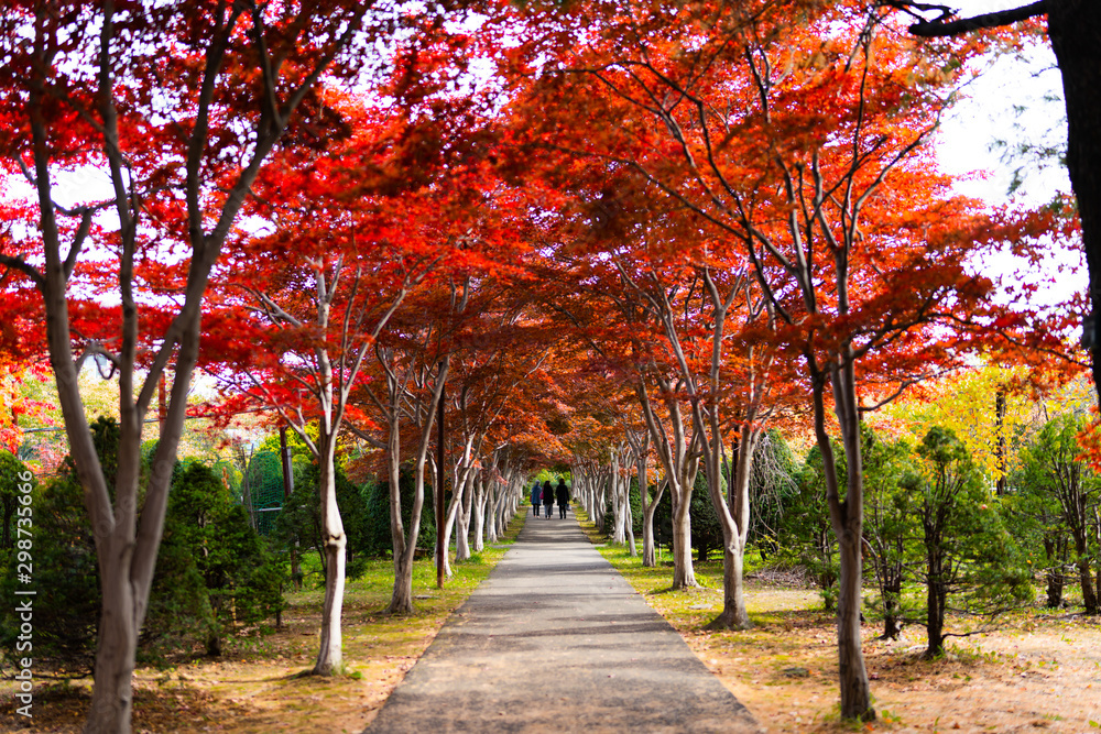 Naklejka premium 秋の並木道