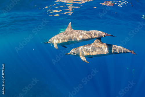 Two dolphins swimming near surface in clear blue ocean water © Melissa