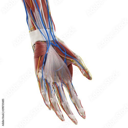 3d rendered medically accurate illustration of the anatomy of the hand