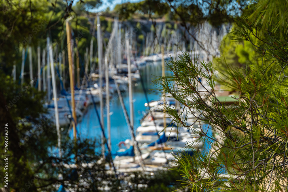 Obraz premium Pine branch on background Calanque de Port Miou in Provence in France